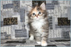 Female Siberian Kitten from Deedlebug Siberians